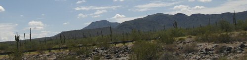 Arizona Saguaro