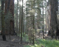 path to Nevadal Fall